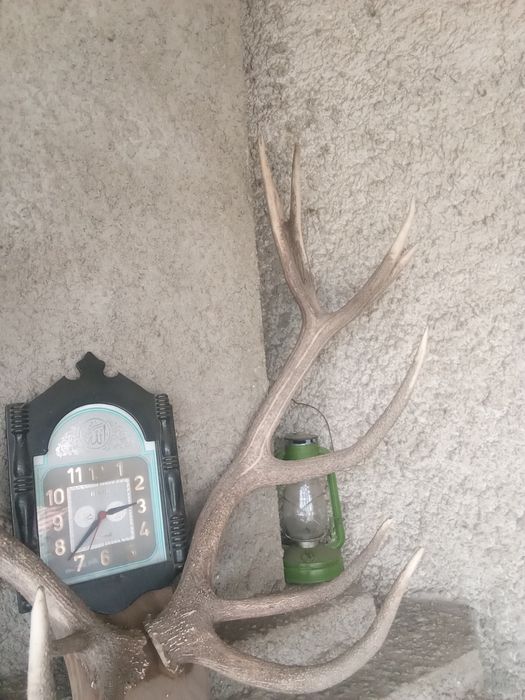 Еленови рога еленски рога