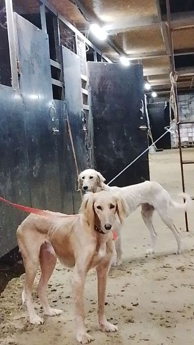 Тазы сатылады ауызданған Астана қаласы