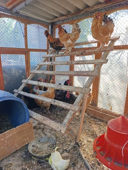 Кораз петухи кораздар