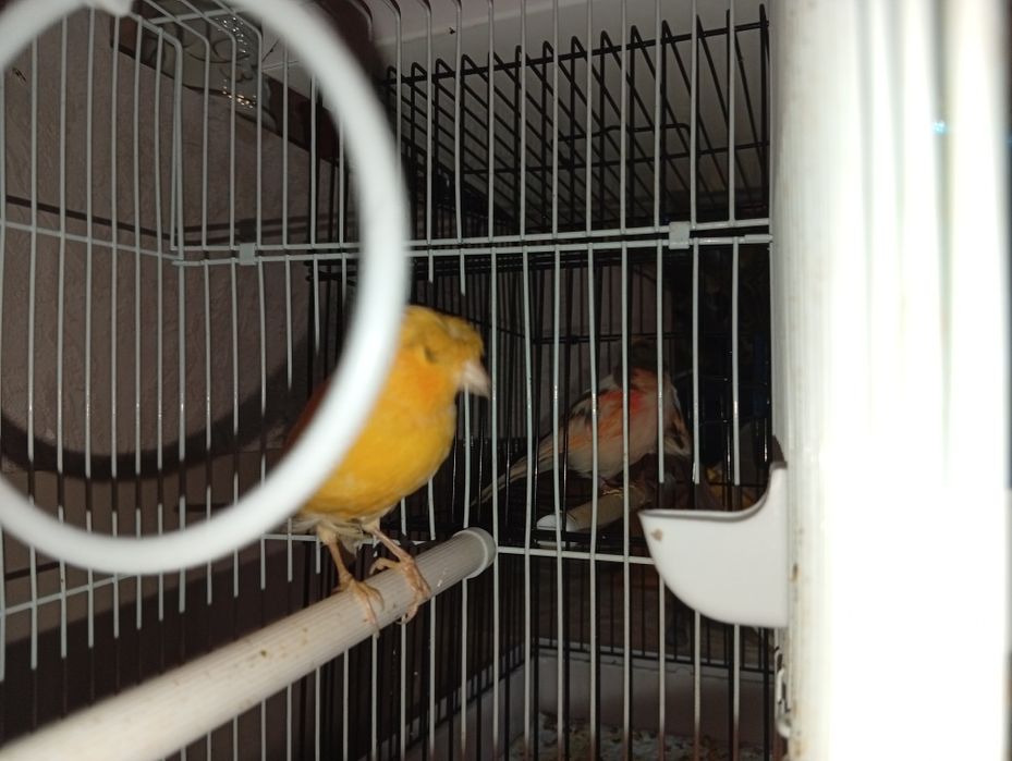 канарека сотилади