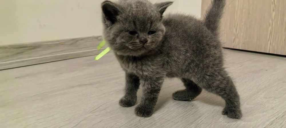 Британска Късокосместа