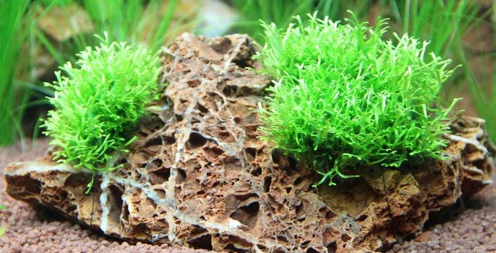 Аквариумный Мох ричия