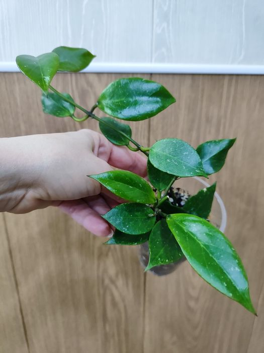 Хойя Санрайз (черенок)