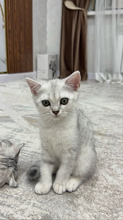 Красивые британские котята
