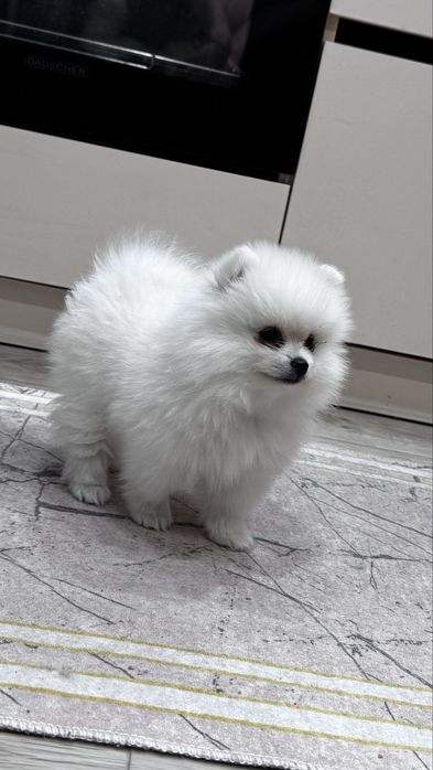 Щенок шпиц девочка