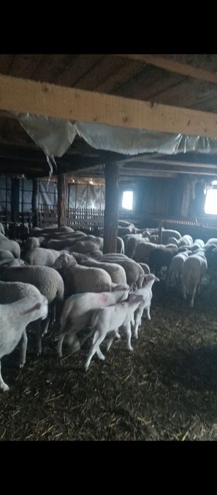 Miei lacaune de prăsilă