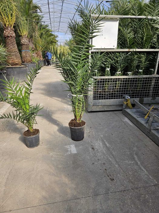 Plante pentru Gradina si Spatii Verzi