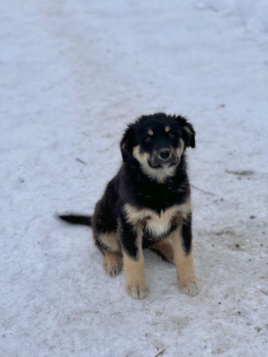 Пристраиваются щенки