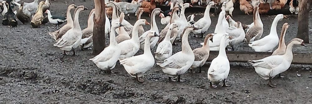Vând curcani și gâște