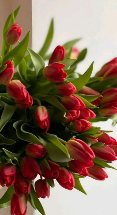 Оптом тюльпаны голландские