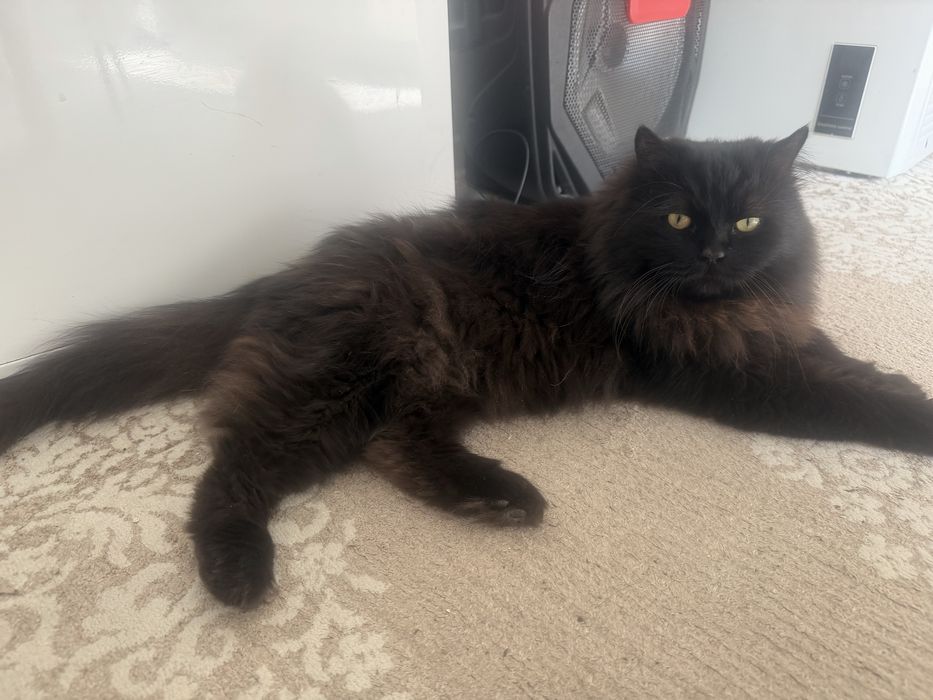Кота в добрые руки
