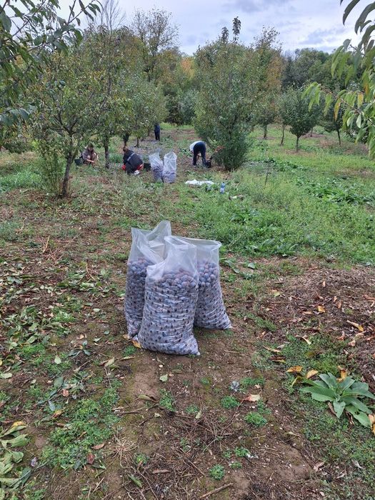 Vand prune pentru mai multe informatii ,sunati la tel