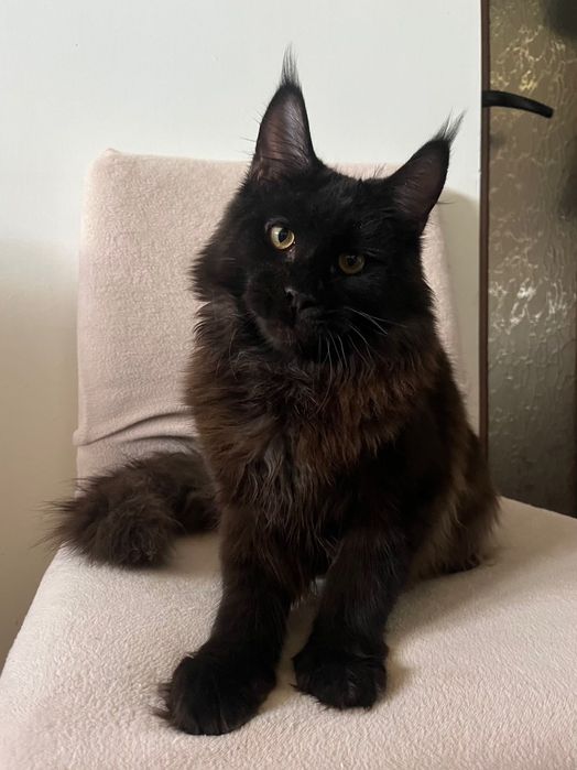 Baietel Maine Coon PEDIGREE Felisa