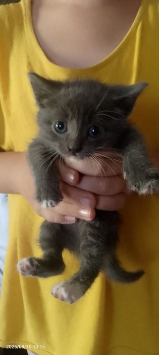 Подарю котят с голубыми глазами