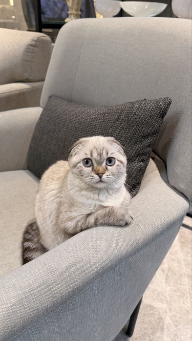 Скоттиш фолд кошка