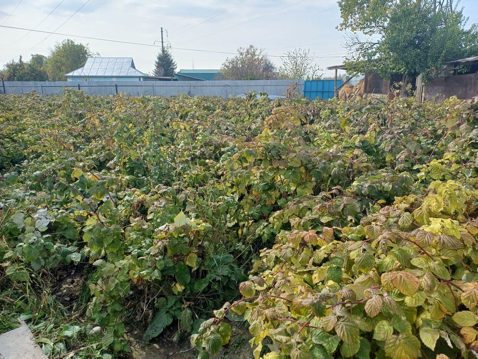 Продаётся местная свежая малина