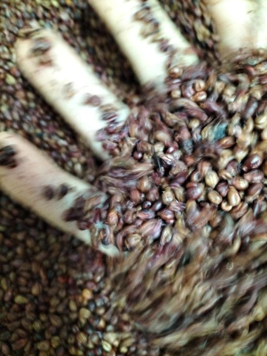 Seminte/Samburi de struguri rosii