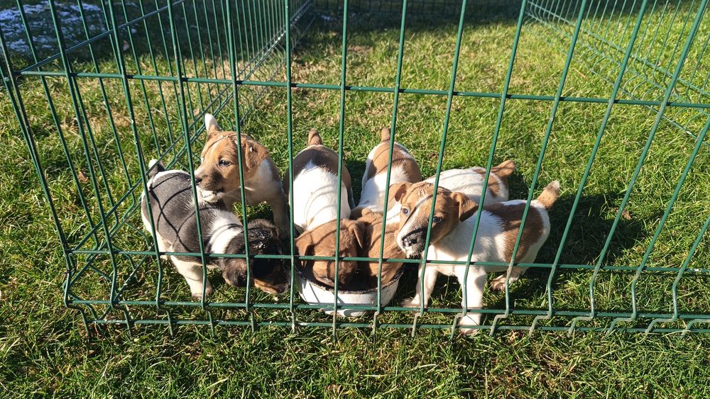 Джак ръсел териер