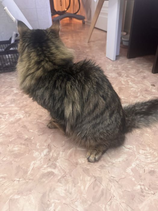 Кошка домашнее животное