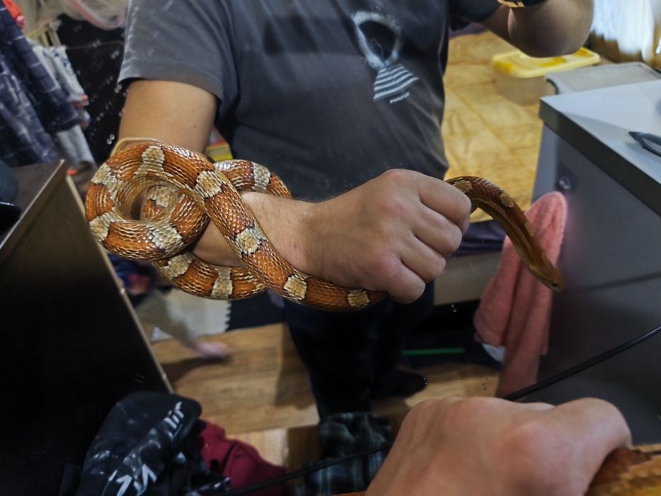 Продам маисового полоза