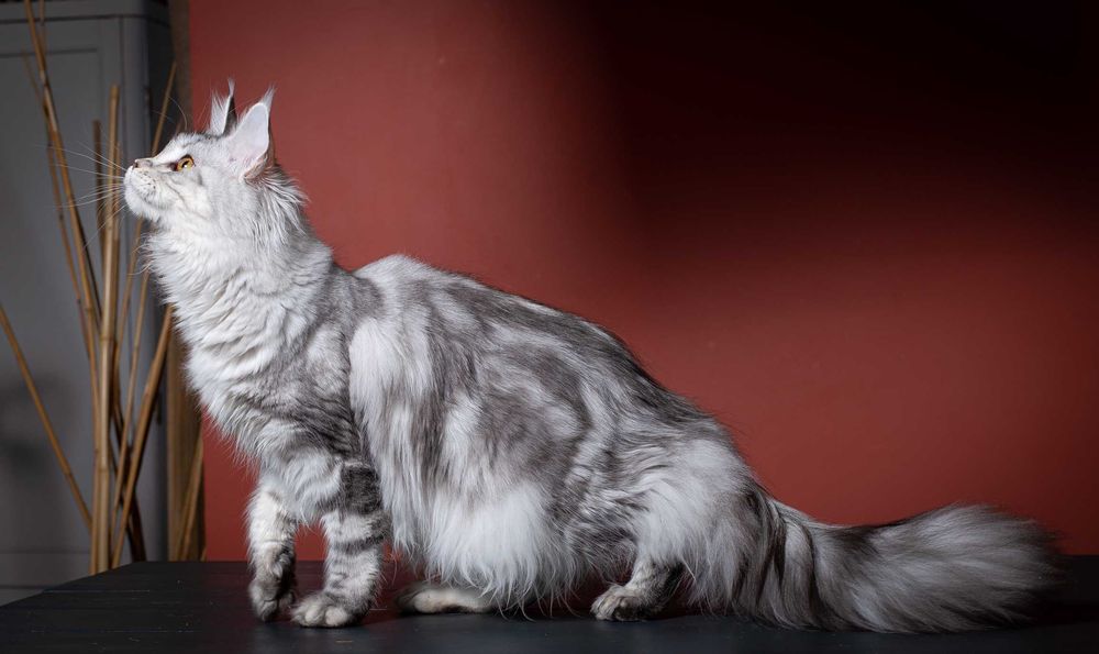 Чудесная девочка Mainemarie Aviva