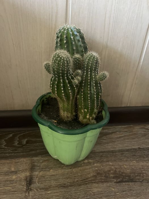 Комнатные цветы Кактусы