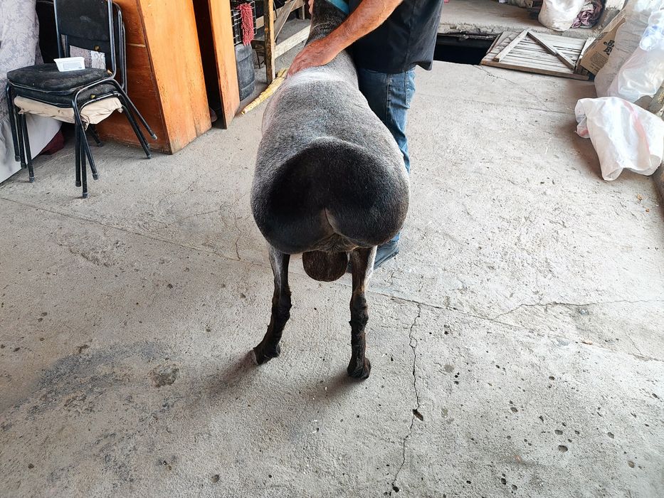 Арашан Кошкар производитель