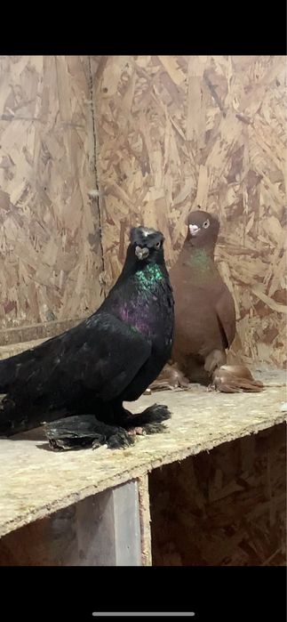 Голуби вольерные