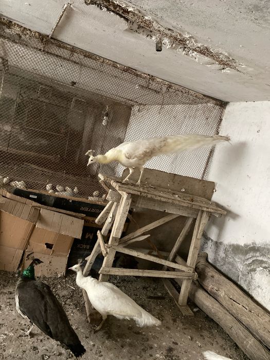 Ок товуслар сотилади