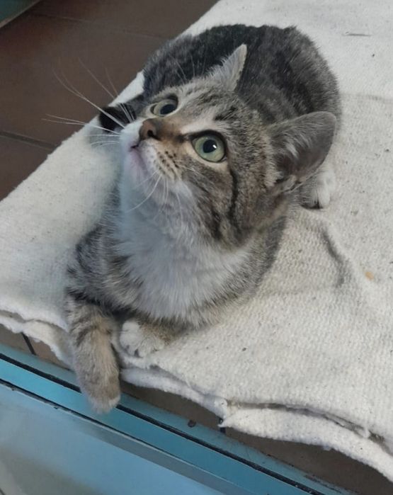 Очаровательная зеленоглазая красотка ищет любящих родителей