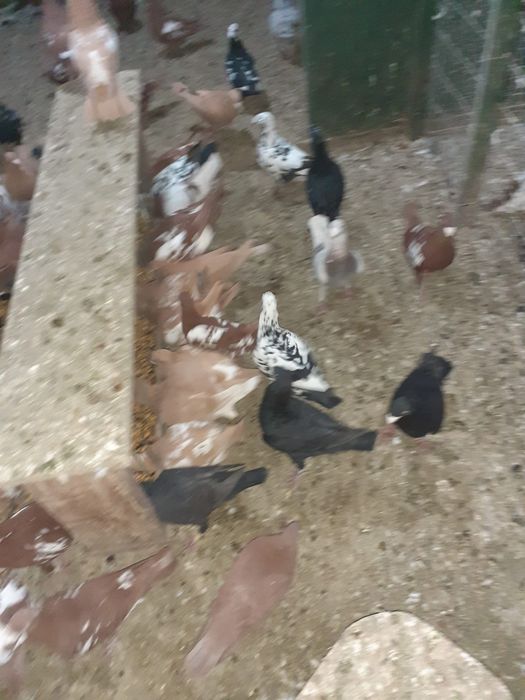 Porumbei voiajori germani