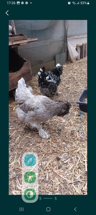 Vand oua pentru incubat de Strumski