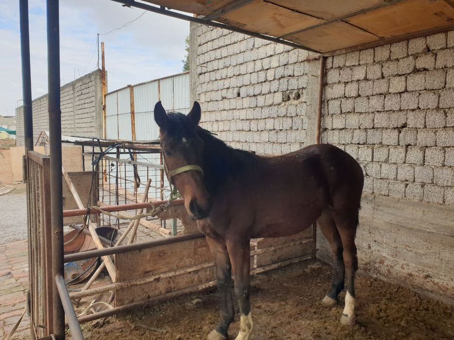 Киргиз той Лошадь