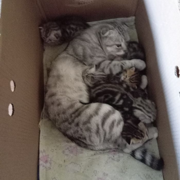 Продам котят по 10 тыс тг