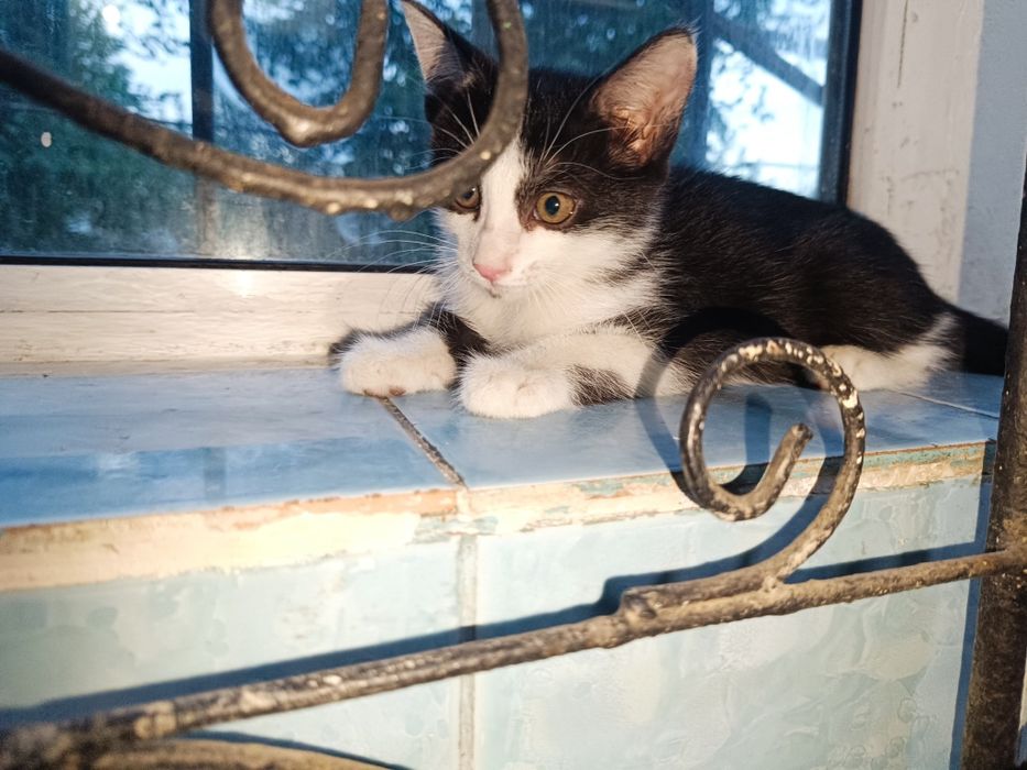 Мыргаулар, котята