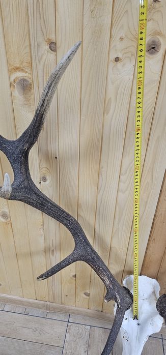 Рога и трофей от  елен и съръндак