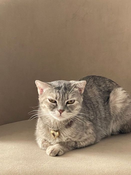 кошку, отдам даром