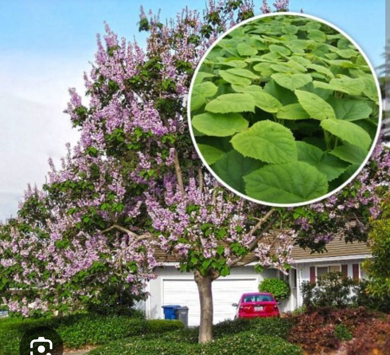 Paulownia în ghiveci, seminte, răsaduri,  plante mature în ghiveci 6m