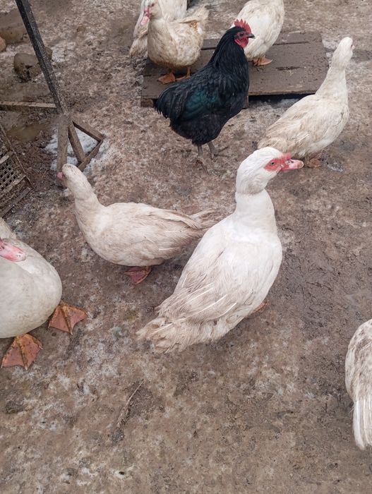 Продам селезней и уточек