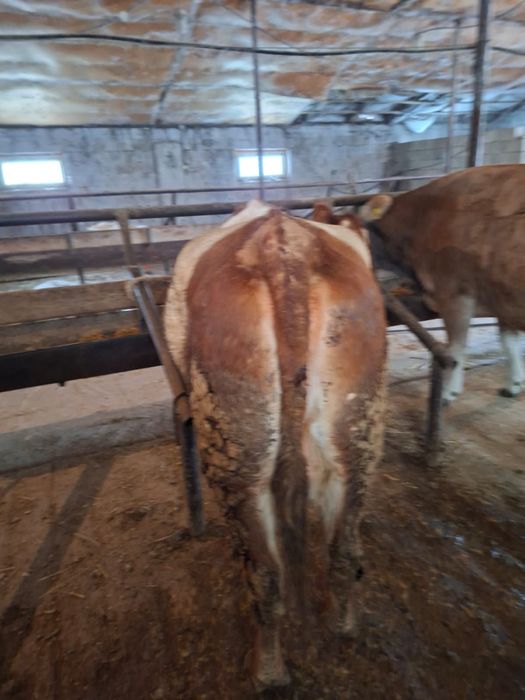 Продаю дойных коров