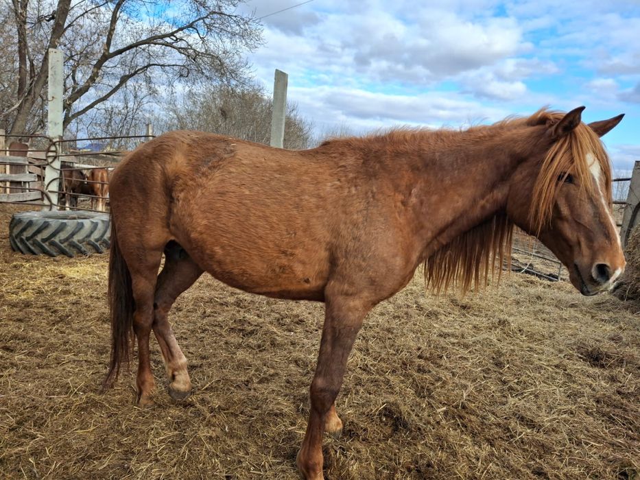 Продам лошадь 5 лет