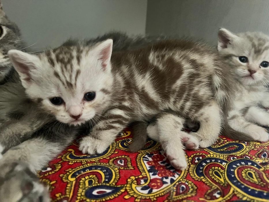 Продам Британских котят