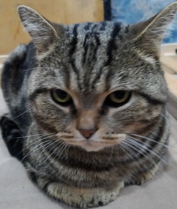 Котик ищет кошку для вязки