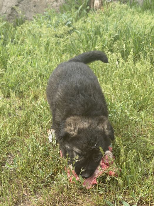 В добрые руки щеночков