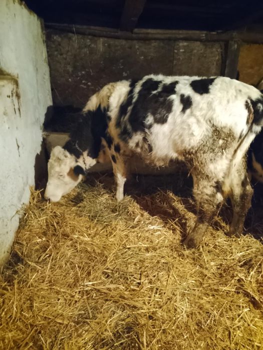 De vânzare o vițea belgiană