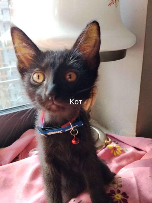 Котята. Мейн кун