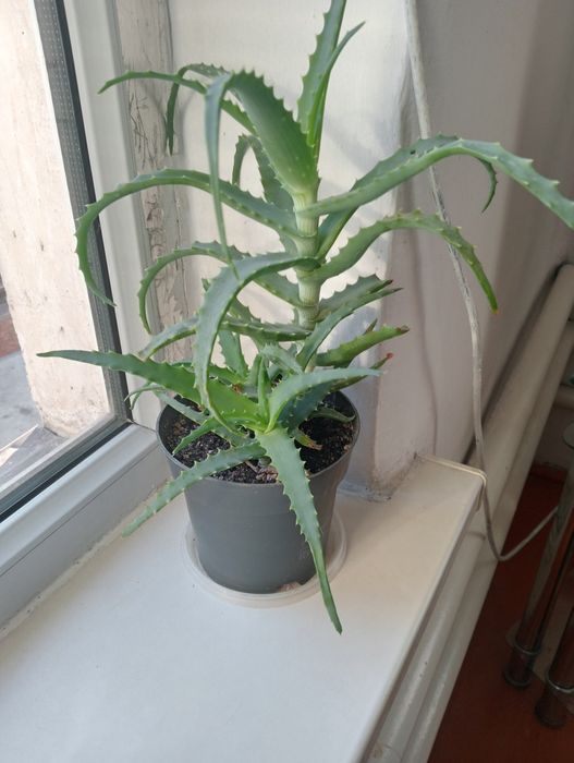 Продам Алой домашний.