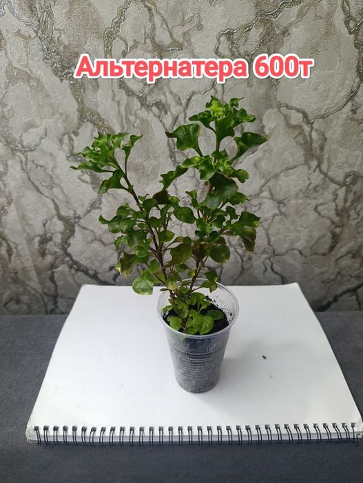 Комнатные растения