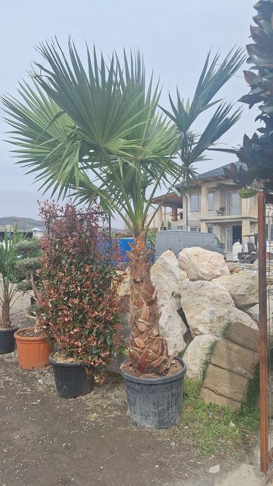 Palmieri Măslini arțar japonezi Lamai mandarini plante exotice