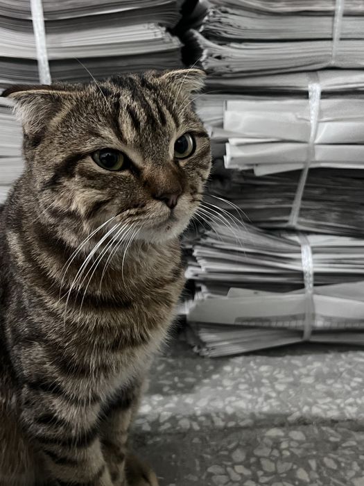 Erkak mushuk.  Latokka organgan